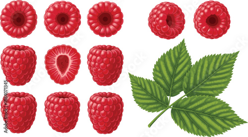 Fresh Raspberry Vector Illustration Set Featuring Whole Berries, Half Cut Sections, Top View Perspectives, and Green Leaves for Organic Food Branding and Jam Labels