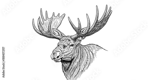 Detailed black and white engraving style illustration of a moose head with large antlers showing majestic wildlife details.