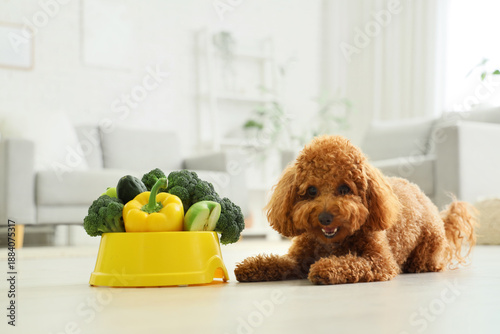 Cute Toy Poodle dog lying n...