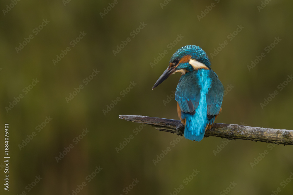 Fototapeta premium European Kingfisher in flight or perched on a twig in nature