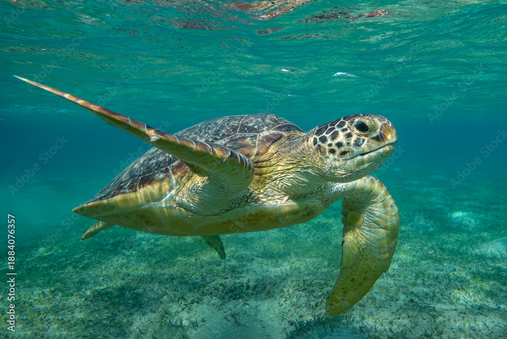 Obraz premium sea turtle swimming