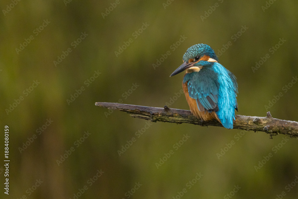 Obraz premium European Kingfisher in flight or perched on a twig in nature