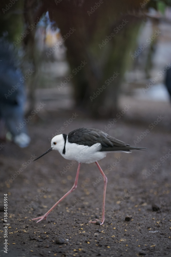 Obraz premium Black-winged stilt with remarkably long, slender pink legs and striking black and white plumage, elegantly walking on textured ground in a peaceful natural outdoor setting