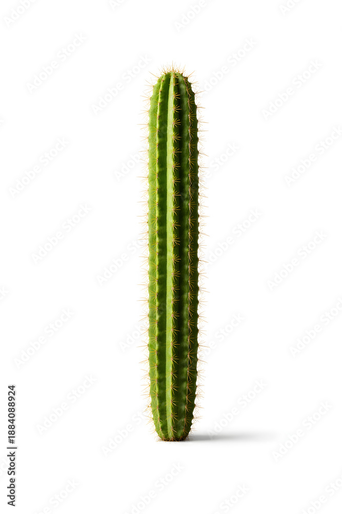 Fototapeta premium Saguaro Cactus on White Background