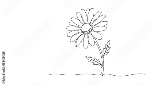 Delicate single line drawing of a daisy or sunflower on a white background captures the simplicity and beauty of a summer flower.