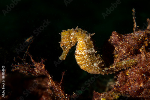 Bild auf Leinwand Hippocampus guttulatus Seahorse in the Marmara Sea