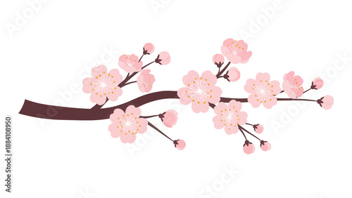 Cherry blossom branch with delicate pink flowers and buds on a white background