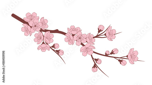 Cherry Blossom Branch with Pink Flowers and Buds on White Background