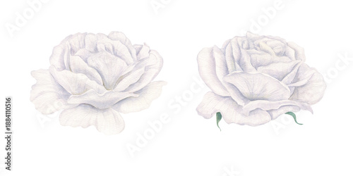 Foto Opened white rose heads set watercolor illustration on isolated background