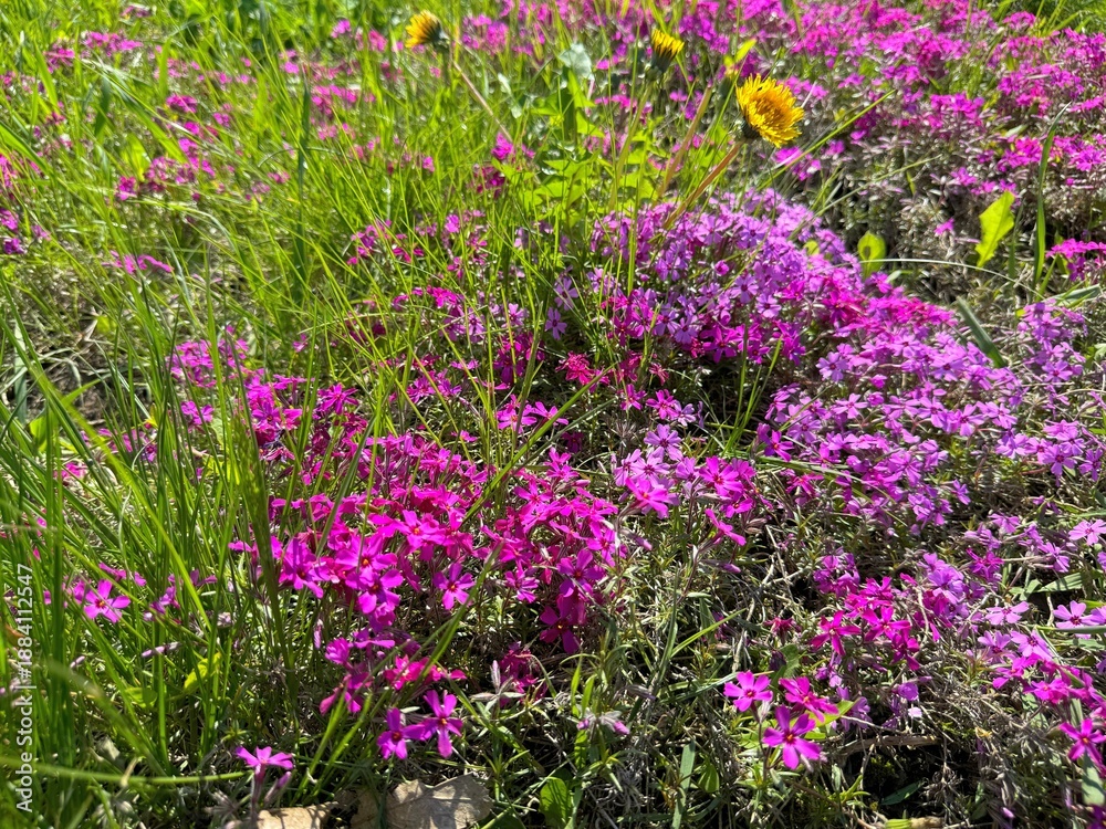 Fototapeta premium Meadow with alpine moss phlox subulata flowers.