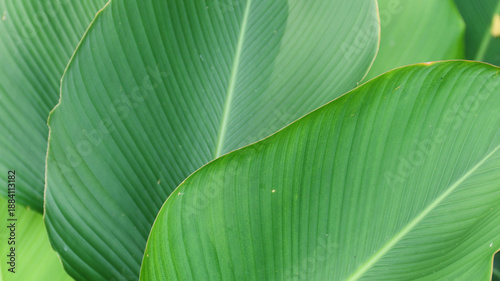 Strelitzia reginae, Heliconia, Bird of paradise foliage as a green leaves natural background