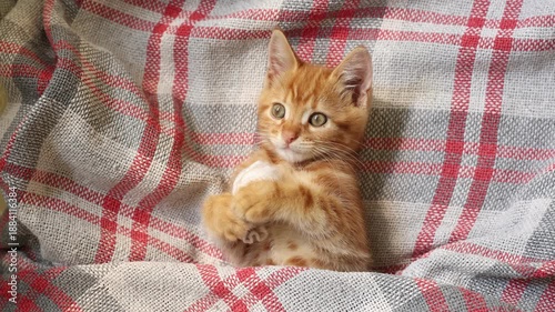 cute red kitten with a ball of thread lying on his back, top view