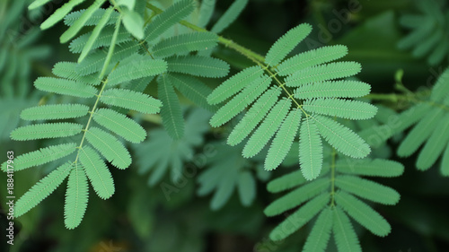 Canvastavla Mimosa pudica, Neptunia plena shrub plant or touch me not plant or mimosa pudica sensitif plant growing in the garden