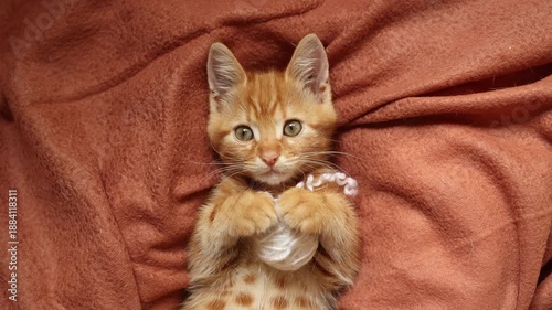 cute red kitten with a ball of thread lying on his back, top view