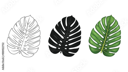 Set of three monstera deliciosa leaf illustrations outline sketch, black silhouette and watercolor green version