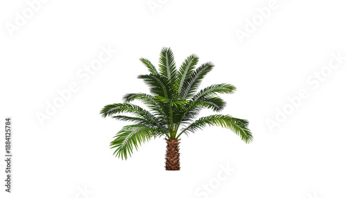 Small palm tree green fronds brown trunk for tropical design Transparent background and plain white background