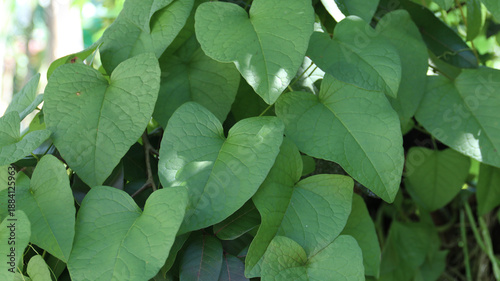 Fotografía leptopus antigonon leaves in the garden
