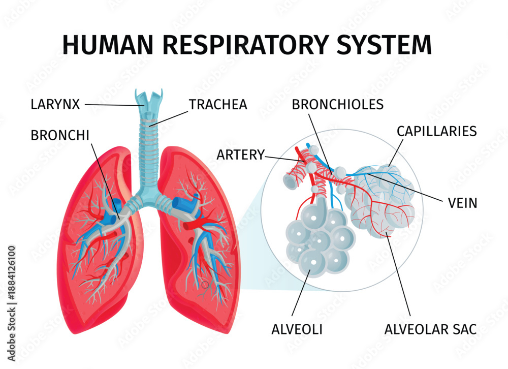 Obraz premium An anatomical illustration of the human respiratory system, detailing the lungs, trachea, bronchi, bronchioles, alveoli, arteries, veins, and capillaries