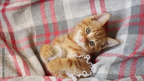 cute red kitten with a ball of thread lying on his back, top view