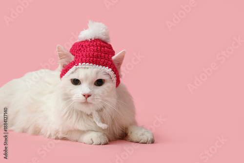 Cute white cat in funny hat...