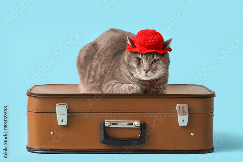 Cute cat in red knitted hat...