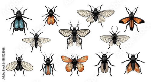 A diverse collection of illustrated insects including beetles, moths, and flies on a white background.