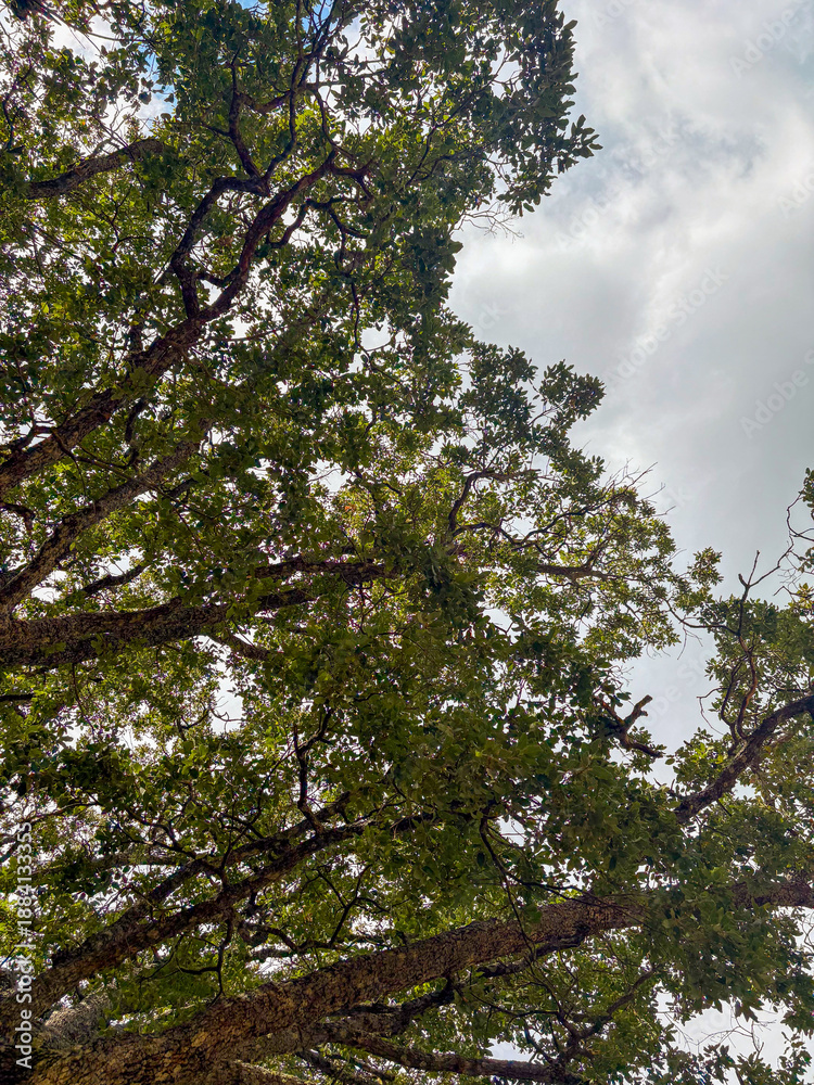 Fototapeta premium Looking up through forest trees toward bright cloudy sky