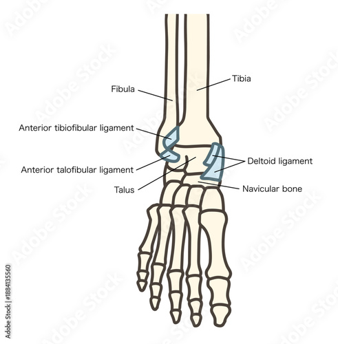 前面から見た足の骨格・足関節と主要な靱帯
