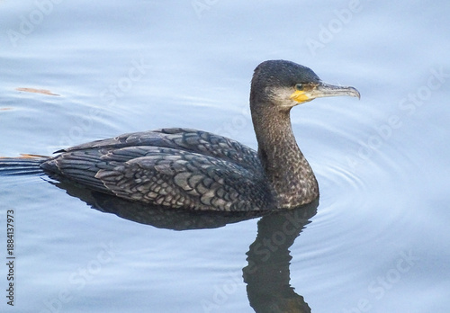 Great Cormorant (Phalacrocorax carbo) on the water