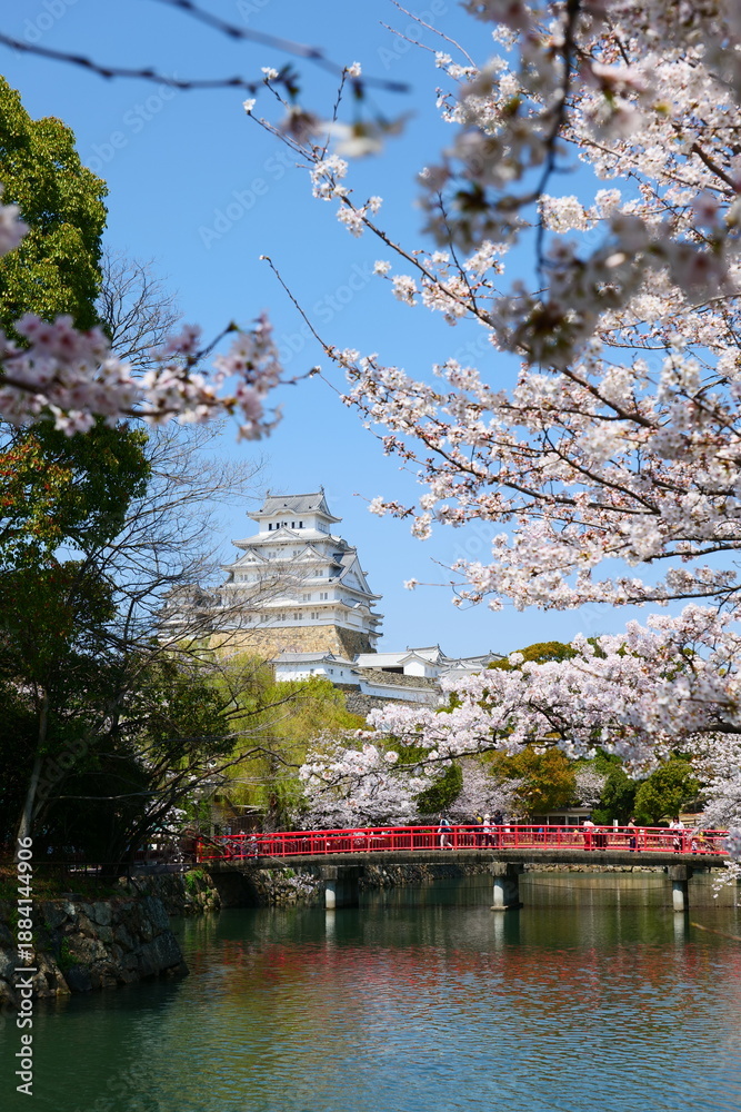Obraz premium 姫路公園の桜。姫路、兵庫、日本。４月上旬。