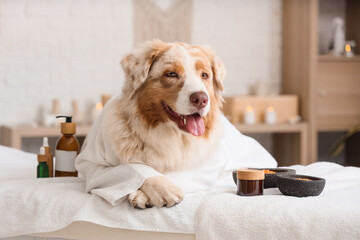 Foto auf Acrylglas Massagesalon Cute Australian Shepherd dog with cosmetic products and bathrobe lying on couch in spa salon  © Pixel-Shot