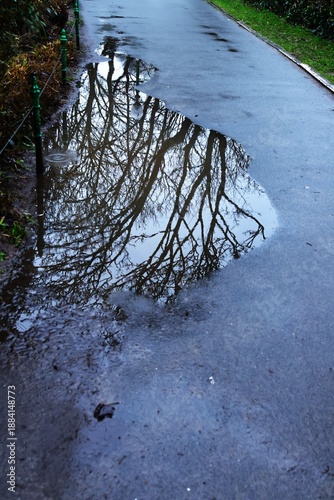 Reflection of a tree in a puddle after heavy rain