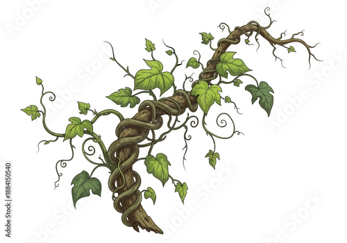 Twisted vine with green leaves illustration on a white background viewed from directly above