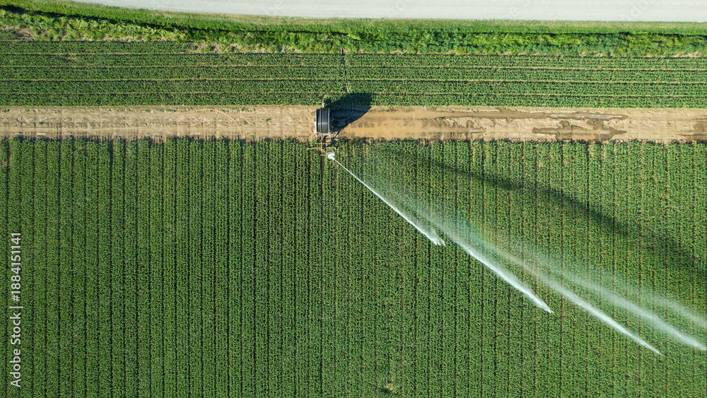 Fototapeta premium Rotary sprinkler system delivering water to rows of green crops in an agricultural field, illustrating modern irrigation techniques crucial for water management and crop yield