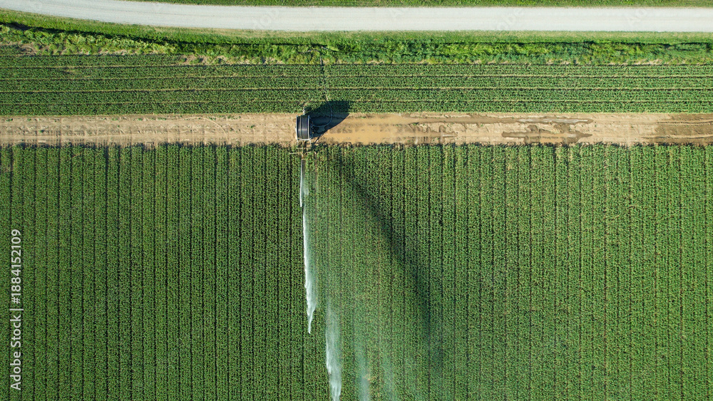 Obraz premium Green farm field rows watered by a rotary sprinkler system, aerial view showing efficient irrigation for sustainable crop growth, climate adaptation and productive agriculture