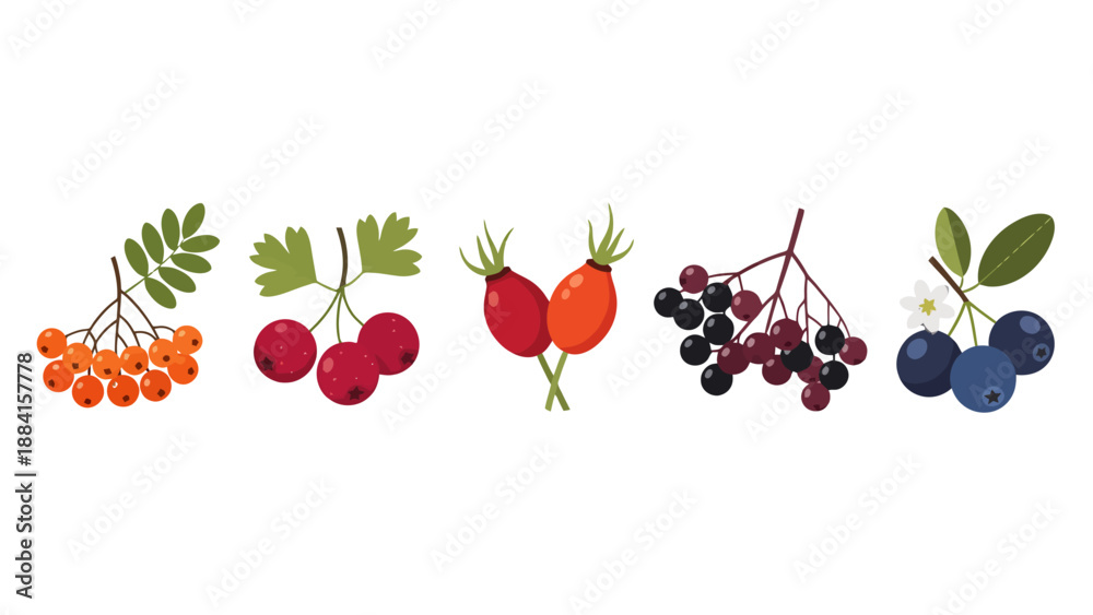 Obraz premium Colorful flat vector illustration of various wild berries rowan hawthorn rose hips elderberries and blueberries.