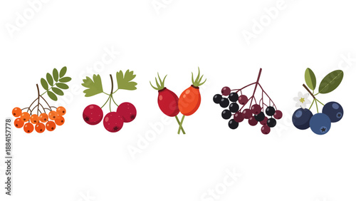 Colorful flat vector illustration of various wild berries rowan hawthorn rose hips elderberries and blueberries.