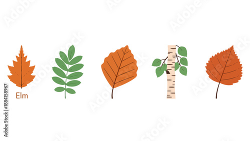 Stylized autumn and green tree leaves including elm and a birch trunk illustration featuring diverse botanical shapes.
