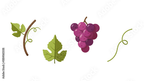 Vibrant purple grape bunch green leaves and curling tendrils vector illustration set.