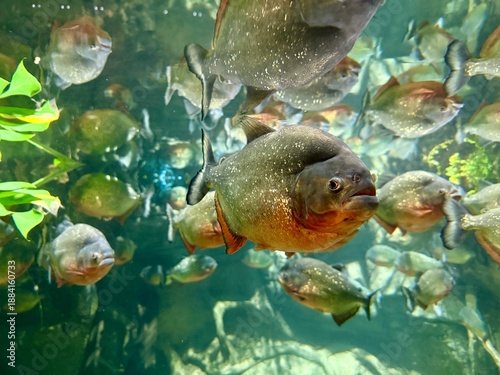 Tableau sur toile Group of piranhas swimming underwater and looking directly at the camera