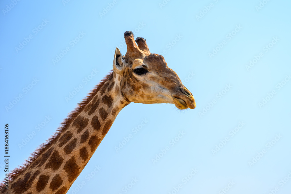 Obraz premium Close-up of a giraffe's facial expression