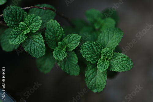 green young leaves of balm plants and therapy in the garden. mint leaves.