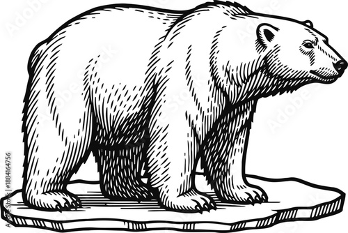 Polar bear standing on ice floe arctic wild animal in natural cold environment, wildlife nature illustration