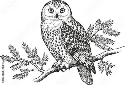 Detailed black and white illustration of an owl perched on a leafy tree branch