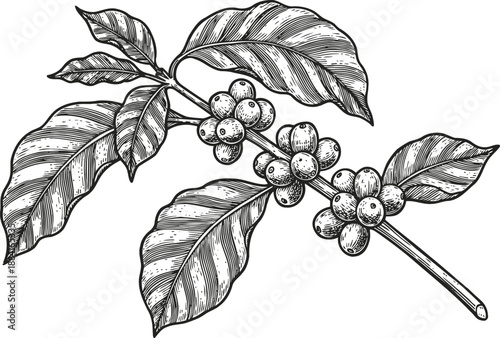 Detailed hand drawn coffee plant branch with ripe coffee cherries and large veined leaves