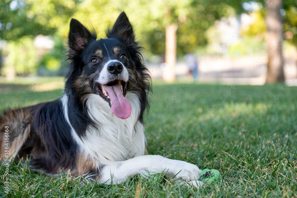 Fototapeta premium Border collie dog resting on grass in park
