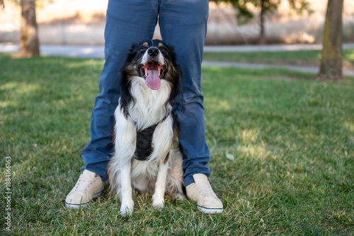 Bilde på lerret Border collie dog sitting happily between owner's legs in park
