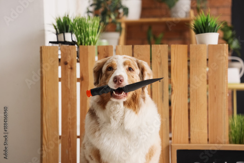Cute Australian Shepherd do...