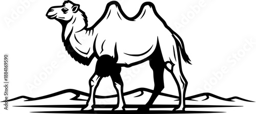 Bactrian camel with double humps for desert wildlife and nomadic transport animal concept – Black and White Vector Illustration