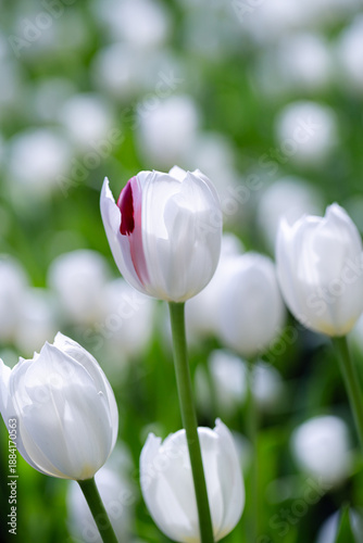 Flowers tulips. Glade of yellow,  pink and white fresh tulips. Tulip flower field. Flowers background Spring flowers. Beautiful flowers of tulips.